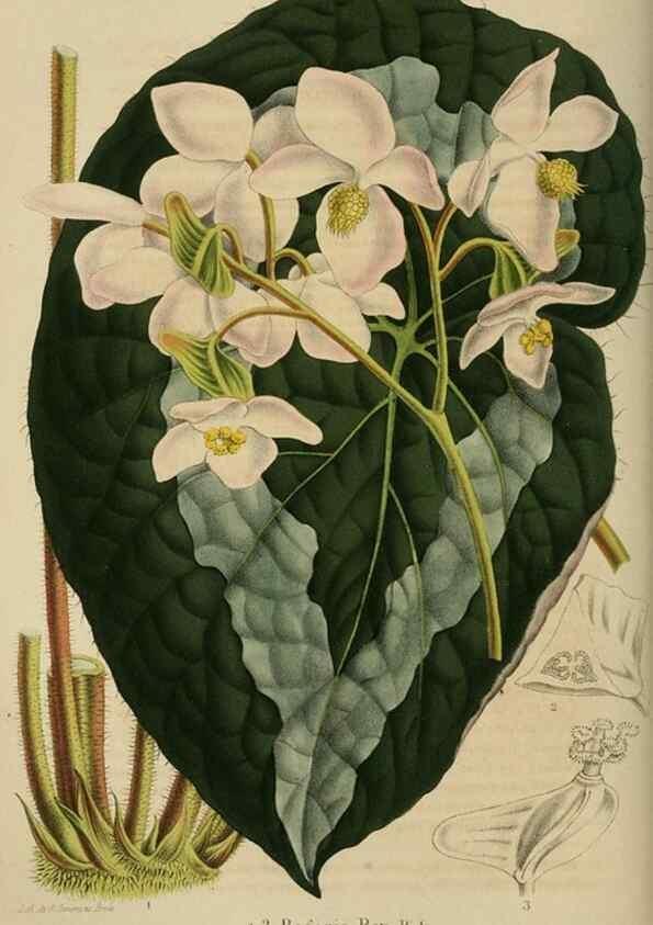 Reproducción/Reproduction 49264480427: Belgique horticole.. Liége.. 