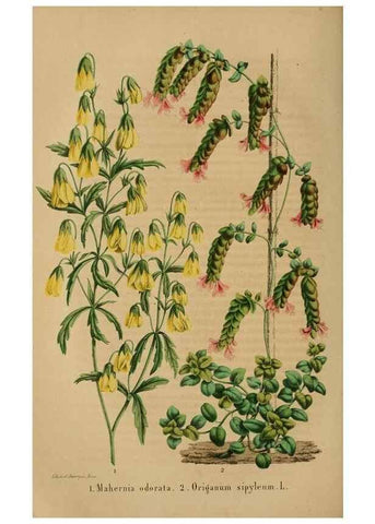 Reproducción/Reproduction 49264287676: Belgique horticole.. Liége.. 