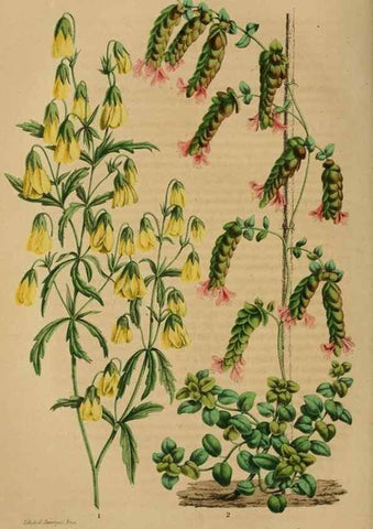 Reproducción/Reproduction 49264287676: Belgique horticole.. Liége.. 