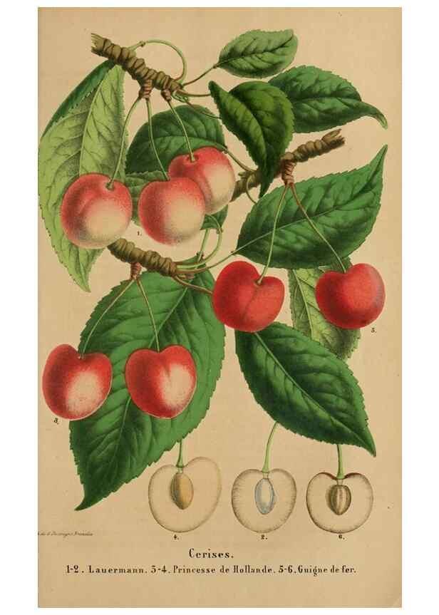 Reproducción/Reproduction 49264288106: Belgique horticole.. Liége.. 