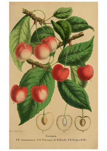 Reproducción/Reproduction 49264288106: Belgique horticole.. Liége.. 