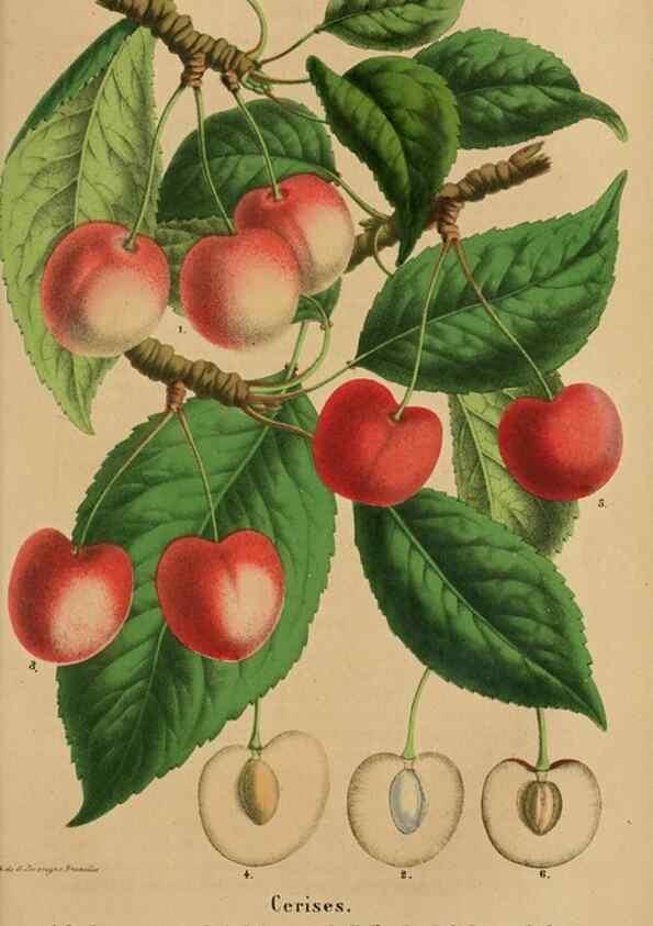 Reproducción/Reproduction 49264288106: Belgique horticole.. Liége.. 