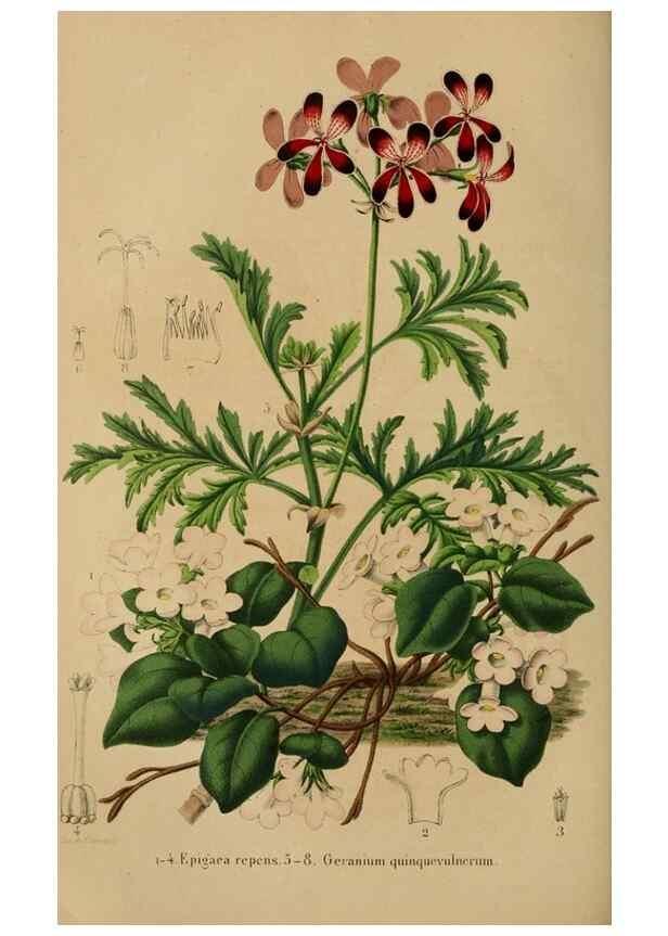 Reproducción/Reproduction 49264288601: Belgique horticole.. Liége.. 