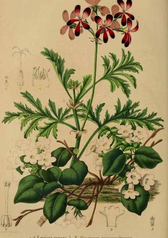 Reproducción/Reproduction 49264288601: Belgique horticole.. Liége.. 