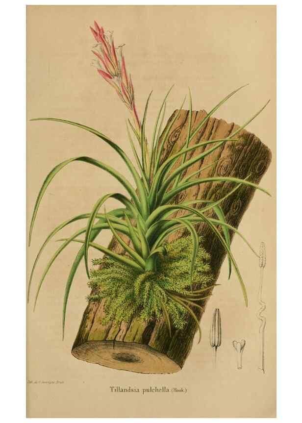 Reproducción/Reproduction 49264289036: Belgique horticole.. Liége.. 