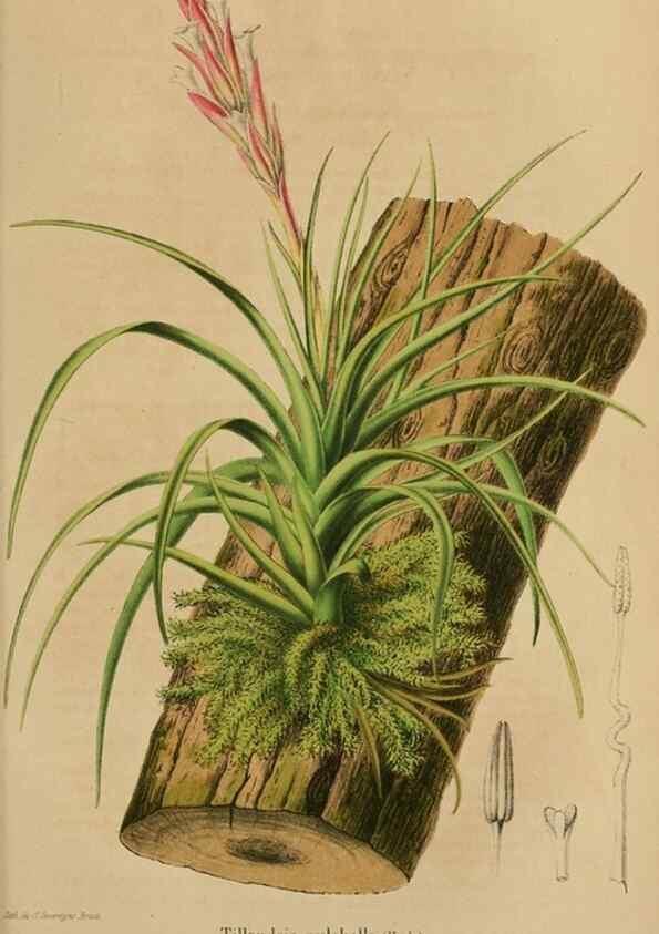Reproducción/Reproduction 49264289036: Belgique horticole.. Liége.. 