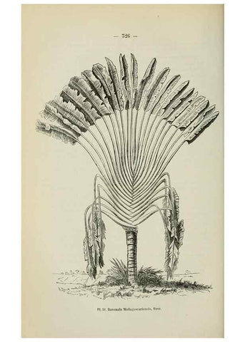 Reproducción/Reproduction 49264289381: Belgique horticole.. Liége.. 
