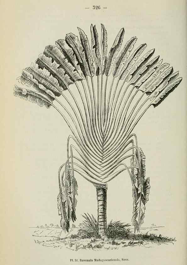 Reproducción/Reproduction 49264289381: Belgique horticole.. Liége.. 