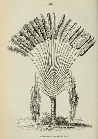 Reproducción/Reproduction 49264289381: Belgique horticole.. Liége.. 