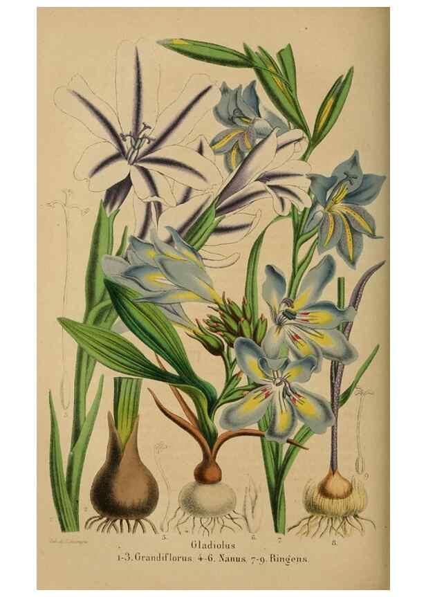 Reproducción/Reproduction 49264289956: Belgique horticole.. Liége.. 