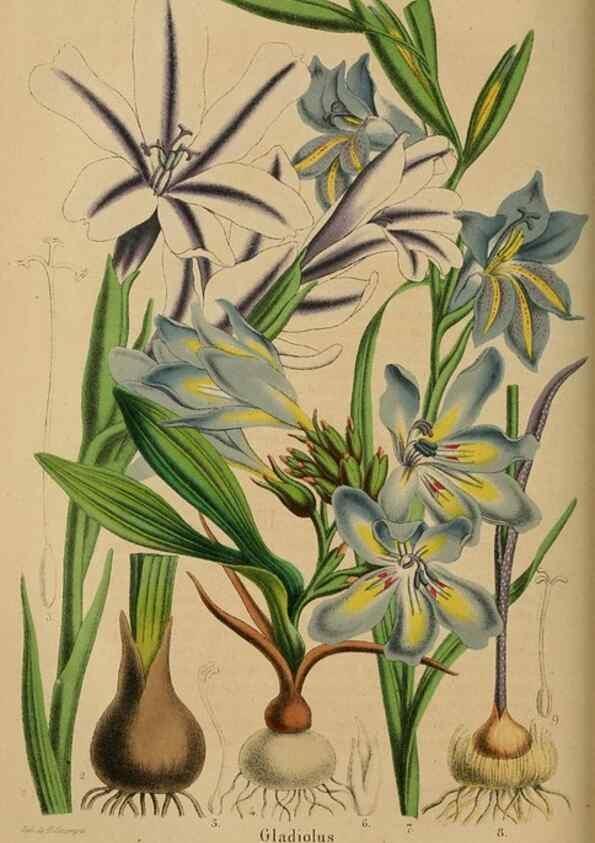 Reproducción/Reproduction 49264289956: Belgique horticole.. Liége.. 