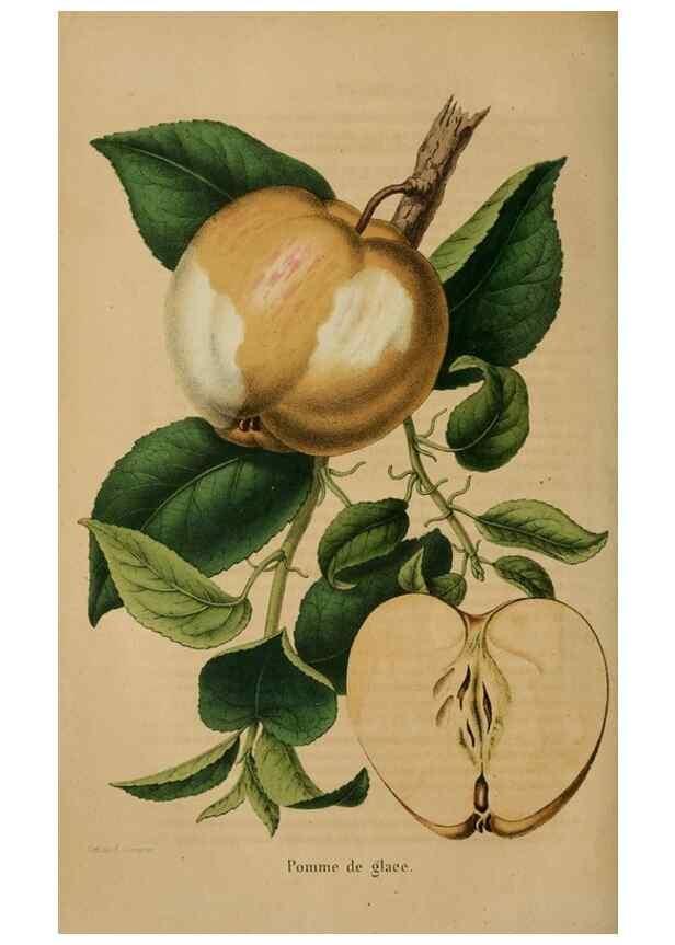 Reproducción/Reproduction 49264290336: Belgique horticole.. Liége.. 