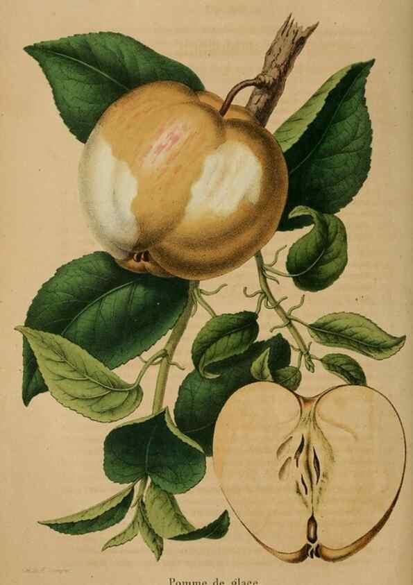 Reproducción/Reproduction 49264290336: Belgique horticole.. Liége.. 