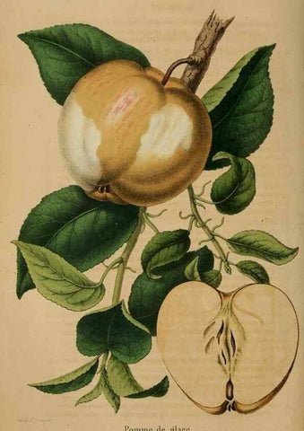 Reproducción/Reproduction 49264290336: Belgique horticole.. Liége.. 