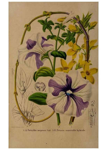Reproducción/Reproduction 49264666021: Belgique horticole.. Liége.. 