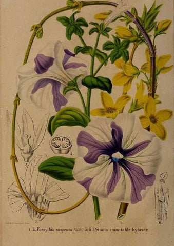 Reproducción/Reproduction 49264666021: Belgique horticole.. Liége.. 