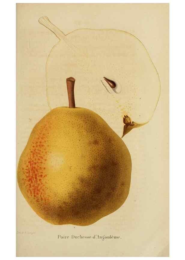 Reproducción/Reproduction 49263819978: Belgique horticole.. Liége.. 