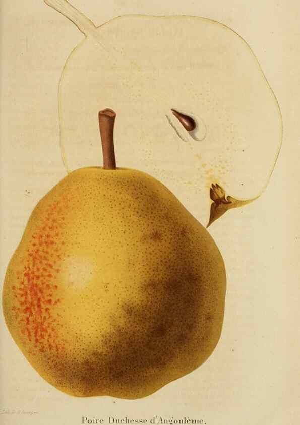 Reproducción/Reproduction 49263819978: Belgique horticole.. Liége.. 