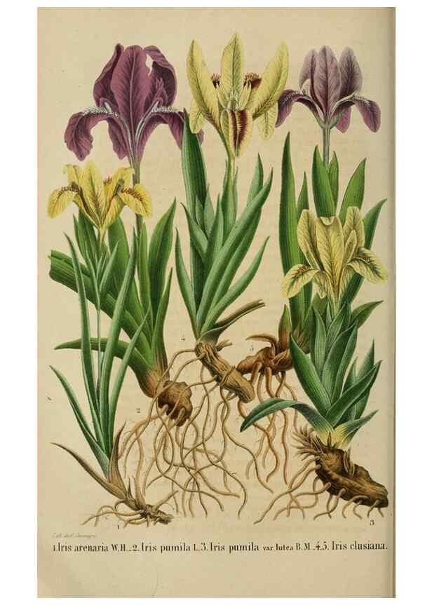 Reproducción/Reproduction 49263819638: Belgique horticole.. Liége.. 
