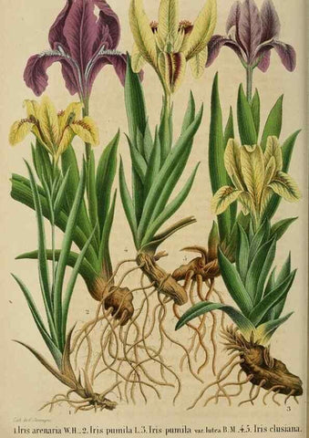 Reproducción/Reproduction 49263819638: Belgique horticole.. Liége.. 