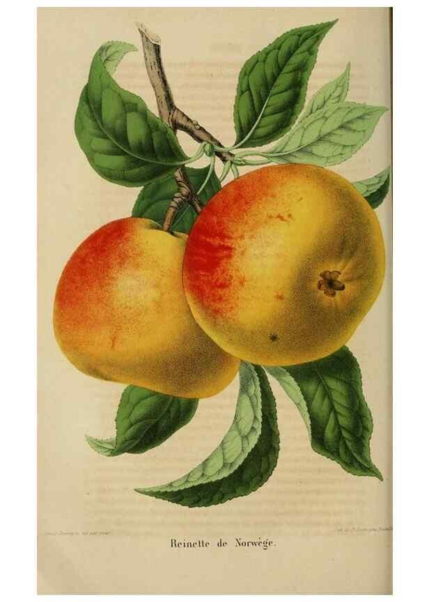 Reproducción/Reproduction 49263819138: Belgique horticole.. Liége.. 