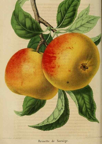 Reproducción/Reproduction 49263819138: Belgique horticole.. Liége.. 