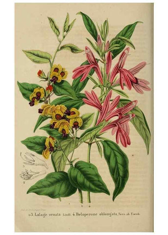 Reproducción/Reproduction 49264283636: Belgique horticole.. Liége.. 
