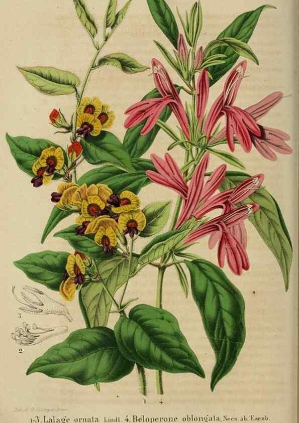 Reproducción/Reproduction 49264283636: Belgique horticole.. Liége.. 
