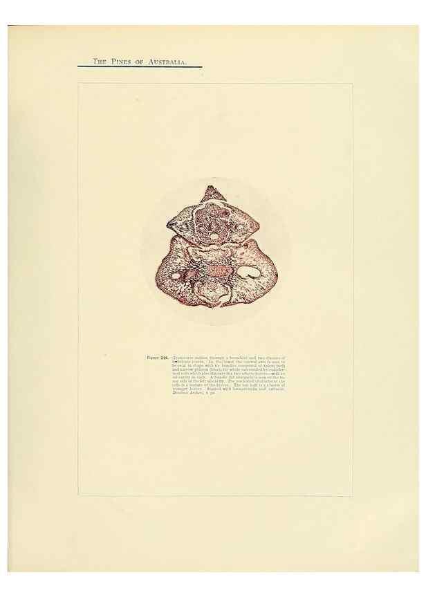Reproducción/Reproduction 49264007226: A research on the pines of Australia,. Sydney,W. A. Gullick, government printer,1910.. 