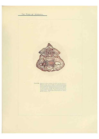 Reproducción/Reproduction 49264007226: A research on the pines of Australia,. Sydney,W. A. Gullick, government printer,1910.. 