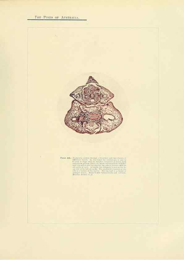 Reproducción/Reproduction 49264007226: A research on the pines of Australia,. Sydney,W. A. Gullick, government printer,1910.. 