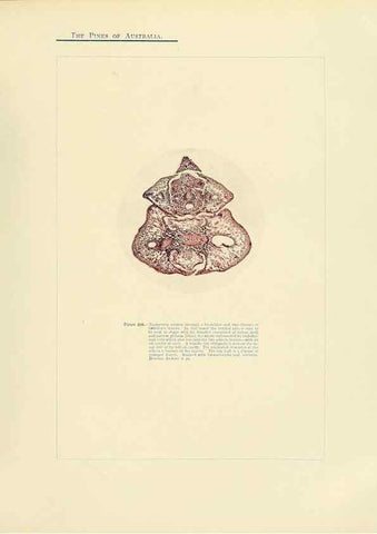 Reproducción/Reproduction 49264007226: A research on the pines of Australia,. Sydney,W. A. Gullick, government printer,1910.. 