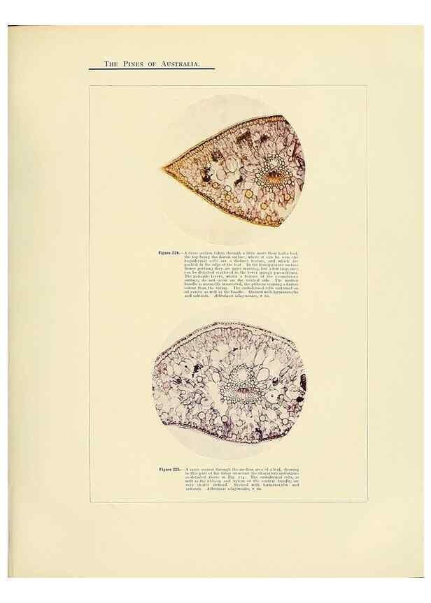 Reproducción/Reproduction 49263541758: A research on the pines of Australia,. Sydney,W. A. Gullick, government printer,1910.. 