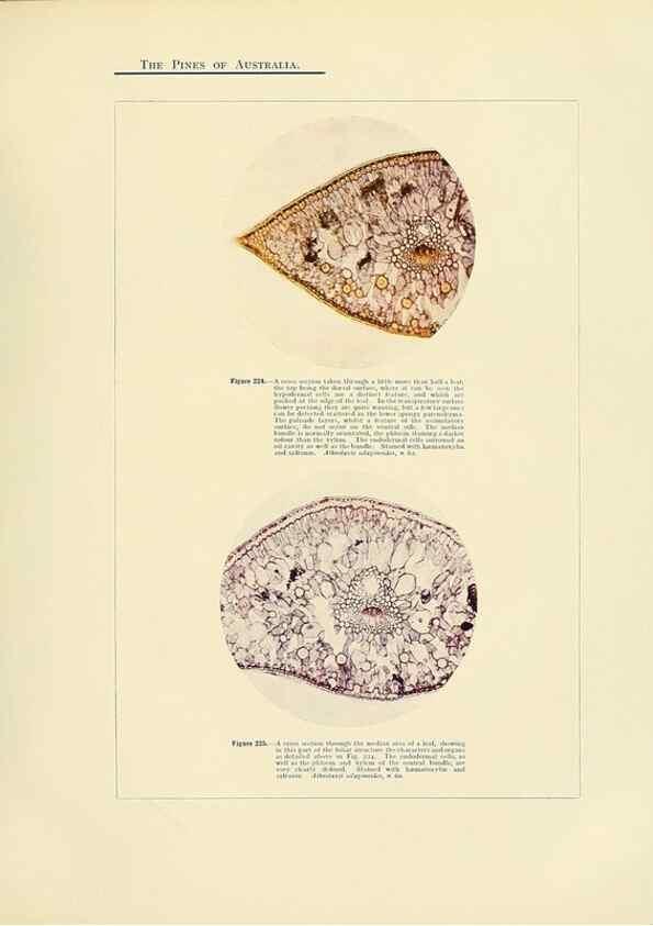 Reproducción/Reproduction 49263541758: A research on the pines of Australia,. Sydney,W. A. Gullick, government printer,1910.. 