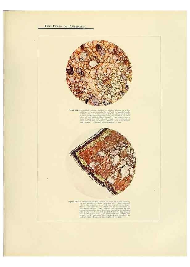 Reproducción/Reproduction 49263542033: A research on the pines of Australia,. Sydney,W. A. Gullick, government printer,1910.. 