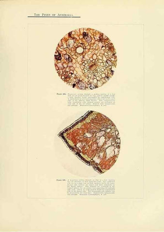 Reproducción/Reproduction 49263542033: A research on the pines of Australia,. Sydney,W. A. Gullick, government printer,1910.. 