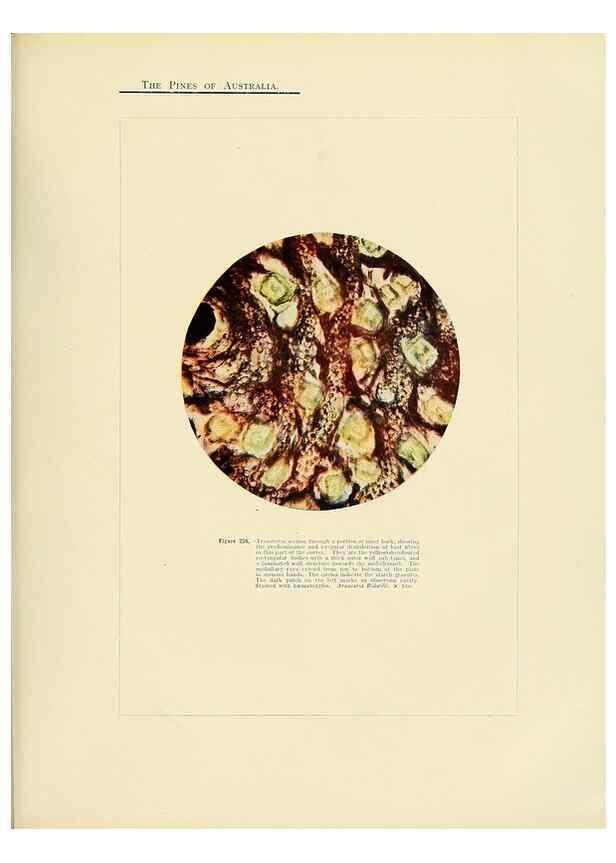 Reproducción/Reproduction 49264204907: A research on the pines of Australia,. Sydney,W. A. Gullick, government printer,1910.. 