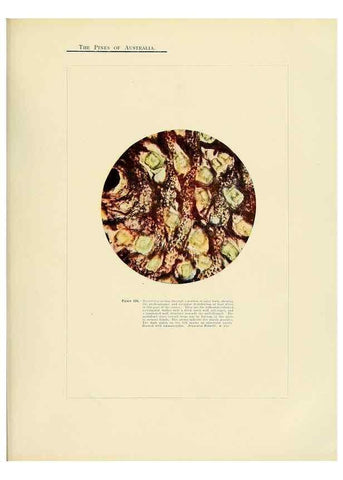 Reproducción/Reproduction 49264204907: A research on the pines of Australia,. Sydney,W. A. Gullick, government printer,1910.. 