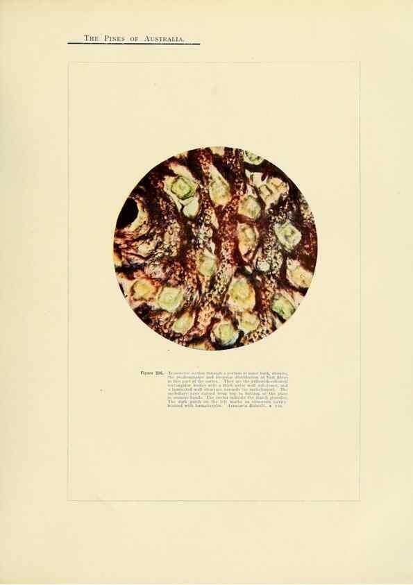 Reproducción/Reproduction 49264204907: A research on the pines of Australia,. Sydney,W. A. Gullick, government printer,1910.. 