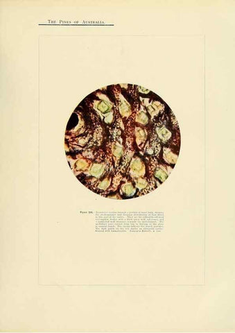 Reproducción/Reproduction 49264204907: A research on the pines of Australia,. Sydney,W. A. Gullick, government printer,1910.. 