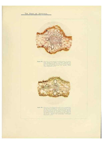 Reproducción/Reproduction 49264205167: A research on the pines of Australia,. Sydney,W. A. Gullick, government printer,1910.. 