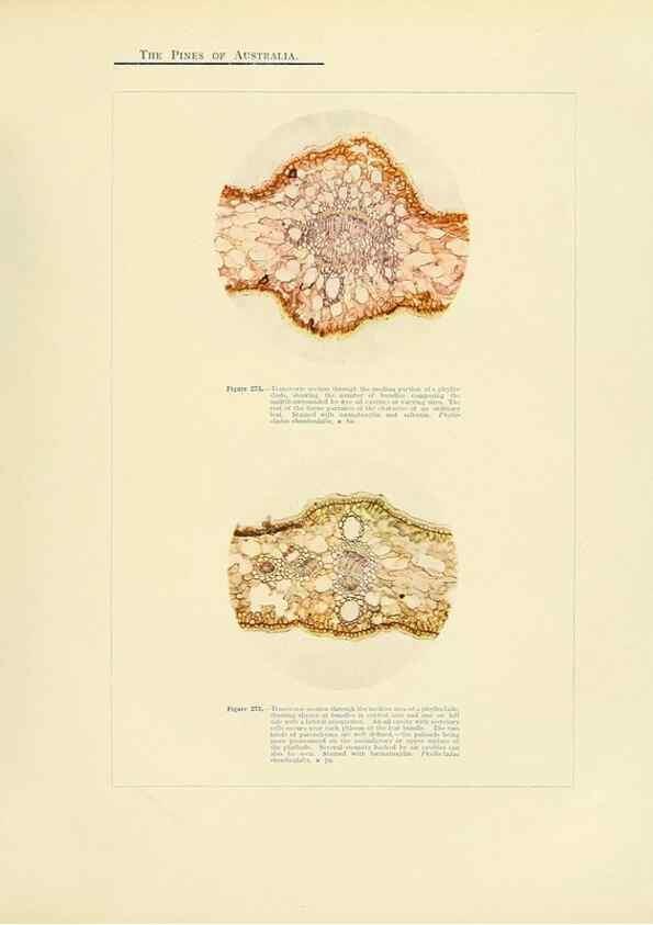Reproducción/Reproduction 49264205167: A research on the pines of Australia,. Sydney,W. A. Gullick, government printer,1910.. 