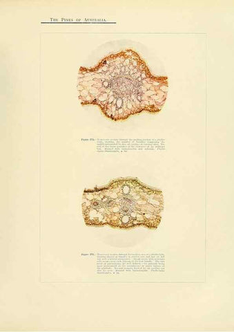 Reproducción/Reproduction 49264205167: A research on the pines of Australia,. Sydney,W. A. Gullick, government printer,1910.. 