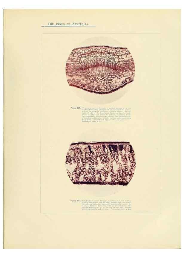 Reproducción/Reproduction 49264205402: A research on the pines of Australia,. Sydney,W. A. Gullick, government printer,1910.. 