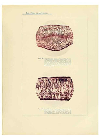 Reproducción/Reproduction 49264205402: A research on the pines of Australia,. Sydney,W. A. Gullick, government printer,1910.. 