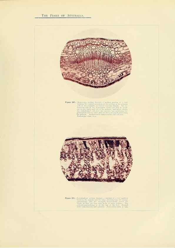 Reproducción/Reproduction 49264205402: A research on the pines of Australia,. Sydney,W. A. Gullick, government printer,1910.. 
