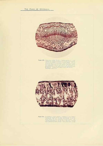 Reproducción/Reproduction 49264205402: A research on the pines of Australia,. Sydney,W. A. Gullick, government printer,1910.. 