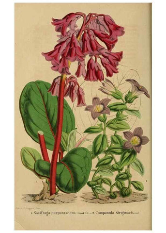 Reproducción/Reproduction 49263814728: Belgique horticole.. Liége.. 