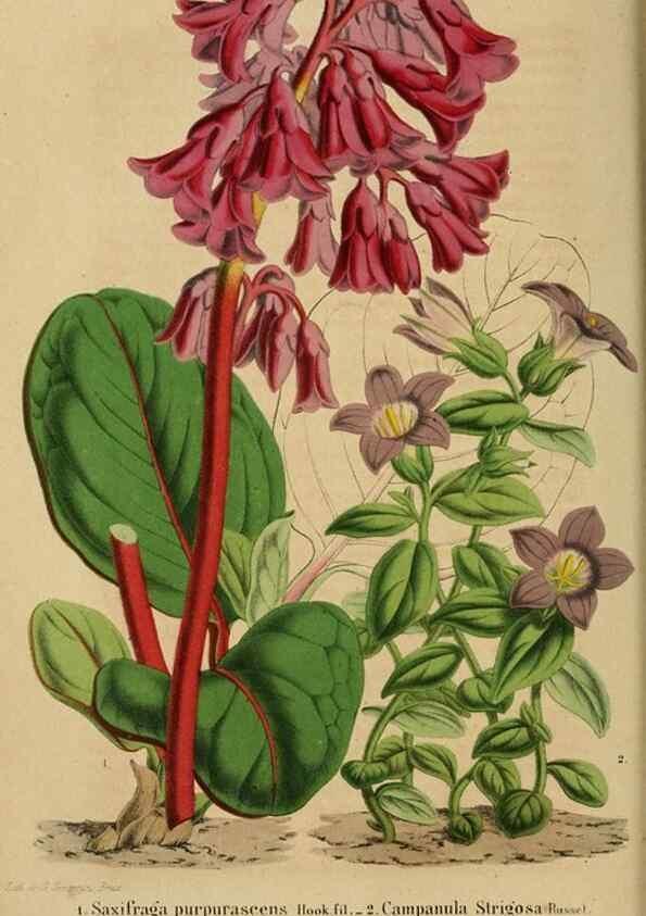 Reproducción/Reproduction 49263814728: Belgique horticole.. Liége.. 