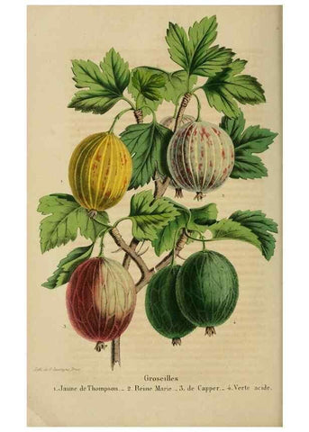 Reproducción/Reproduction 49263815563: Belgique horticole.. Liége.. 